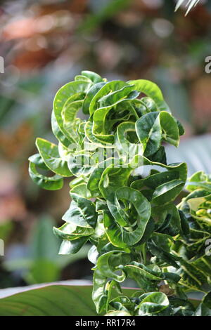 Atemberaubende, makellose Croton-Codiaeum, vielbunter Croton, lockige Jungpflanze, die auf der sonnigen Wiese wächst. Stockfoto