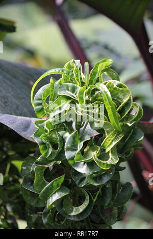 Atemberaubende, makellose Croton-Codiaeum, vielbunter Croton, lockige Jungpflanze, die auf der sonnigen Wiese wächst. Stockfoto