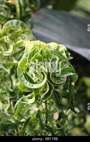 Atemberaubende, makellose Croton-Codiaeum, vielbunter Croton, lockige Jungpflanze, die auf der sonnigen Wiese wächst. Stockfoto