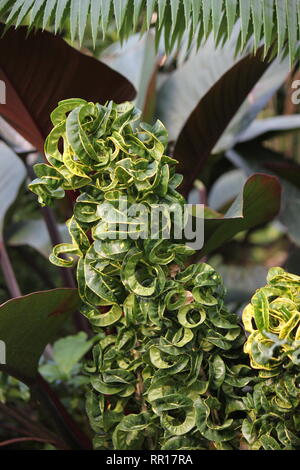 Atemberaubende, makellose Croton-Codiaeum, vielbunter Croton, lockige Jungpflanze, die auf der sonnigen Wiese wächst. Stockfoto