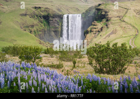 Blühenden Lupinen in der Nähe der Skogafoss Wasserfall. Sommer Landschaft in Island. Berühmte szenische Ansicht. Bei schönem Wetter Stockfoto