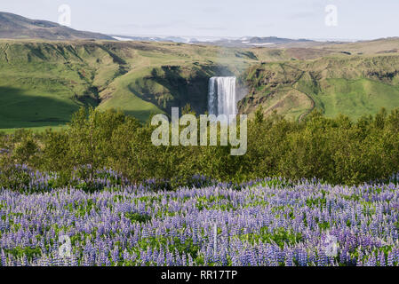 Blühenden Lupinen in der Nähe der Skogafoss Wasserfall. Sommer Landschaft in Island. Berühmte malerische Ansicht. Bei schönem Wetter Stockfoto