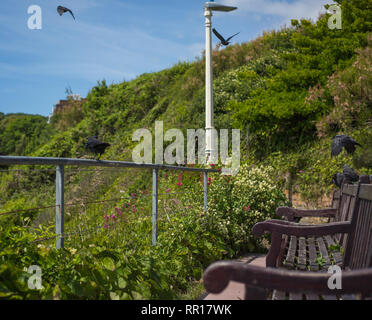 Schwarze Vögel in Eastbourne Stockfoto