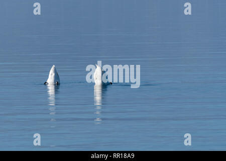 Paar Höckerschwäne, Cygnus olor, Beweidung auf den Kopf in einer ruhigen und klaren blauen Wasser Stockfoto