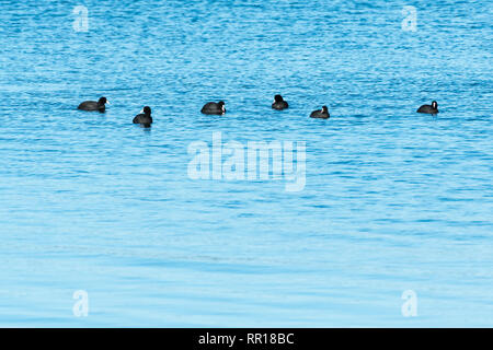 Kleine Gruppe mit Blässhühner, Fulica atra, in ruhigen blauen Wasser Stockfoto