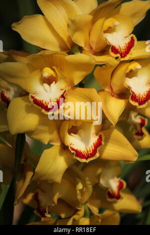 Einwandfreie, perfekte Cymbidium Orchidee, Boot Orchidee, Hybrid. Stockfoto