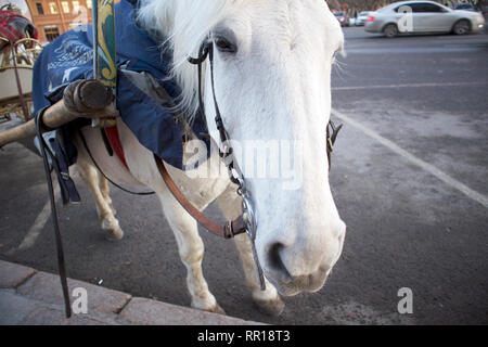 Funny cute White Horse nutzbar zu Fuß Beförderung warten auf die Touristen auf der Straße Stockfoto