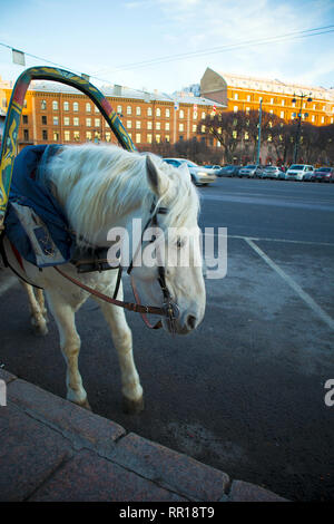 Funny cute White Horse nutzbar zu Fuß Beförderung warten auf die Touristen auf der Straße Stockfoto