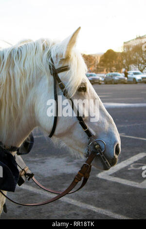 Profil von funny cute White Horse warten auf die Fahrgäste, die auf der Stadt. Stockfoto