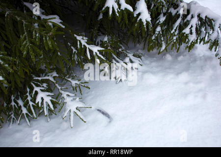 Winter Forest, gefroren Tannenzweigen mit Schnee bedeckt. Winter Stimmung Stockfoto