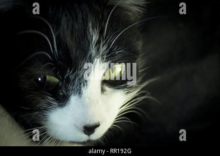 Schwarze und weiße Katze mit Feline immunodeficiency Stockfoto