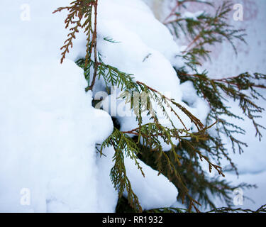 Wintergarten, gefroren thuja Zweige mit Schnee bedeckt. Winter Stimmung Stockfoto