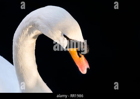 Höckerschwan (Cygnus olor) Kopf und Schnabel, Basal Knopf, Stockfoto