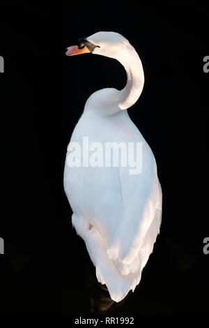 Höckerschwan (Cygnus olor) Stockfoto