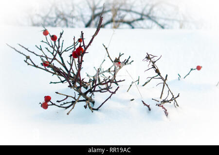 Winterlandschaft mit geschneit Zweige der Hund Rosenbusch mit roten gefrorene Früchte Stockfoto