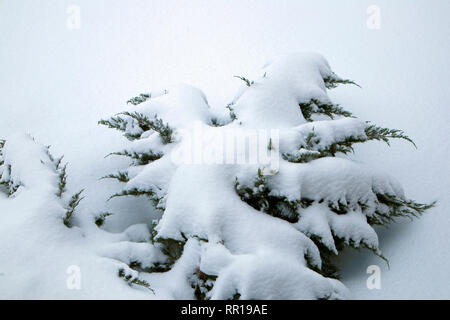 Wintergarten, gefroren thuja Zweige mit Schnee bedeckt. Winter Stimmung Stockfoto