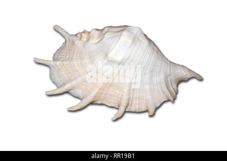 Riesige weiße Muschel mit Perle Ton auf weißem Hintergrund Stockfoto