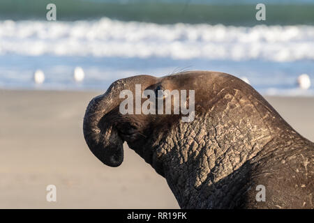 In der Nähe von bulle (männlich) Elephant Seal in der Drake Bay, Teil des Point Reyes National Seashore in Kalifornien. Die Männchen sind durch ihre großen Unterschieden Stockfoto