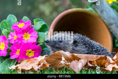 Wilder, einheimischer Igel auf der Suche nach Igelfreunden im Garten. In einem Wildtierhäuschen aufgenommen, um die Gesundheit und die Population dieses rückläufigen Säugetieres zu überwachen Stockfoto