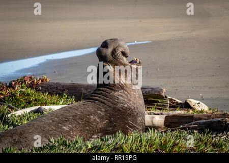 In der Nähe von bulle (männlich) Elephant Seal in der Drake Bay, Teil des Point Reyes National Seashore in Kalifornien. Männer sind durch ihre großen p Unterschieden Stockfoto