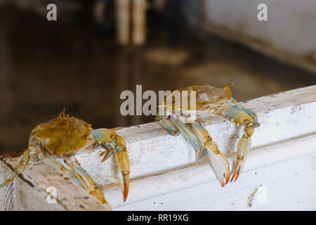 Zwei leere Krabbenschalen nach Häutung sitzt auf der Kante einer weiß lackierten Holz Wand mit Platz kopieren Stockfoto