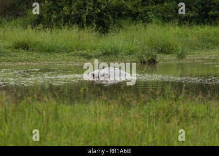 Ein großer Hippopotamus untertauchte teilweise im Kazinga-Kanal Queen Elizabeth National Park, in Uganda Stockfoto