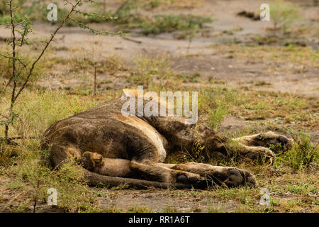 Ein junger männlicher Löwe schläft auf dem Boden im Queen Elizabeth National Park, Uganda Stockfoto