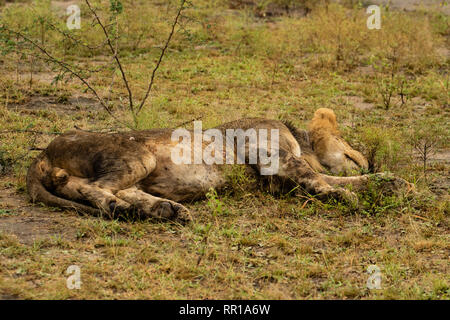 Ein junger männlicher Löwe schläft auf dem Boden im Queen Elizabeth National Park, Uganda Stockfoto