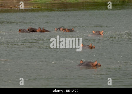 Eine kleine Schote junger Flusspferde, die im Kazinga-Kanal Queen Elizabeth National Park, Uganda, untertaucht sind Stockfoto