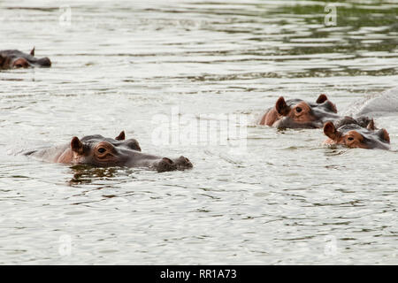 Eine kleine Schote junger Flusspferde, die im Kazinga-Kanal Queen Elizabeth National Park, Uganda, untertaucht sind Stockfoto