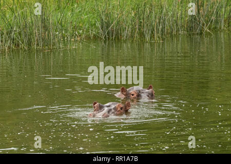 Zwei Flusspferde unterspülten im Kazinga-Kanal Queen Elizabeth National Park, Uganda Stockfoto