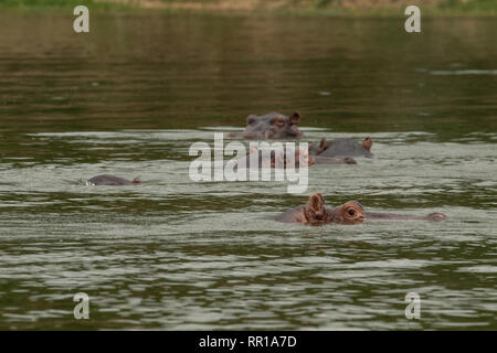 Eine kleine Schote junger Flusspferde, die im Kazinga-Kanal Queen Elizabeth National Park, Uganda, untertaucht sind Stockfoto