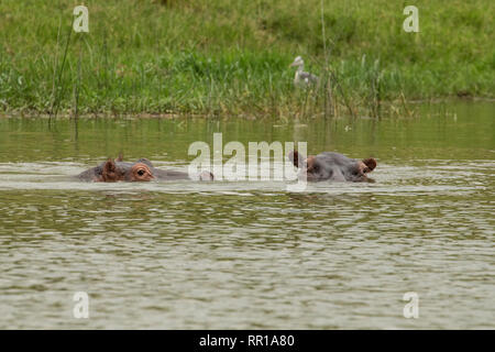 Zwei Flusspferde unterspülten im Kazinga-Kanal Queen Elizabeth National Park, Uganda Stockfoto