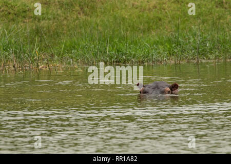 Ein Solo-Hippopotamus, untergetaucht im Kazinga-Kanal Queen Elizabeth National Park, Uganda Stockfoto