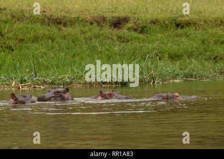 Eine kleine Schote junger Flusspferde, die im Kazinga-Kanal Queen Elizabeth National Park, Uganda, untertaucht sind Stockfoto