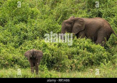 Eine Mutter, die einen Elefanten beobachtet, während sie vom Kazinga-Kanal aus unter den Büschen im Queen Elizabeth National Park in Uganda trinkt Stockfoto