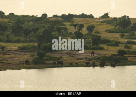 Kazinga Channel im Queen Elizabeth National Park, Uganda. Auf der Halbinsel gibt es viele Elefanten im Buschland Stockfoto