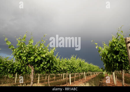 Schwere rainn Wolken über Weinberg im Frühjahr. Stockfoto