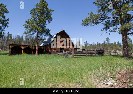 Eine alte hölzerne Scheune mit einem eingezäunten in Corral und hohes Gras auf einem verlassenen Gehöft Anblick in den Black Hills von South Dakota. Stockfoto