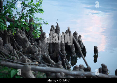 Cypress Knie wachsen im flachen Wasser in den Feuchtgebieten Stockfoto