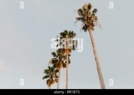 Wunderschönen großen tropischen Palmen stehen in einer Zeile Zeile hoch in den klaren Himmel mit großen grünen Blättern und langen Baumstämme im Sommer draußen Stockfoto