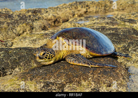 Gefährdet der hawaiischen Green Sea Schildkröte ruht auf Lavagestein am Strand Stockfoto