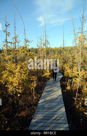 Eine einsame Frau, die zu Fuß auf eine Promenade entlang einer Wald Wanderweg im Herbst gesehen, in Prince Albert National Park im Norden von Saskatchewan, Kanada. Stockfoto