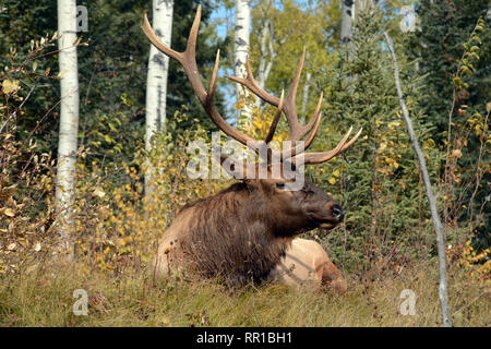 Eine erwachsene männliche Stier Manitoban elk Standortwahl in einer Waldlichtung, während der Paarungszeit in Prince Albert National Park im Norden von Saskatchewan, Kanada. Stockfoto