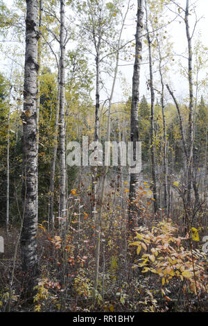 Aspen Bäume und Sträucher nach einer kurzen Herbst Schnee Bö in Prince Albert National Park, Saskatchewan, Kanada. Stockfoto