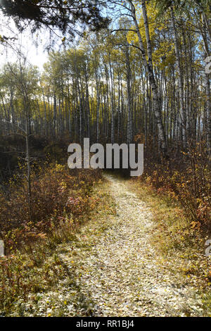 Ein Wald Wanderweg, im Herbst unter Beben Aspen gesehen, in Prince Albert National Park im Norden von Saskatchewan, Kanada. Stockfoto