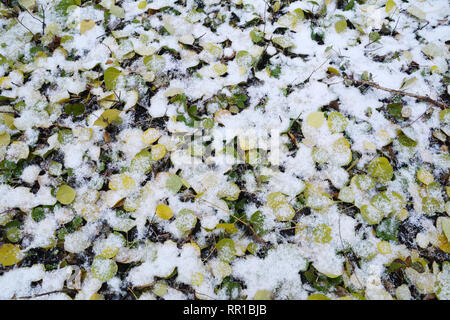 Tot Herbst aspen Blätter auf dem Waldboden mit frischem Schnee in Prince Albert National Park bedeckt, nördliche Saskatchewan, Kanada. Stockfoto