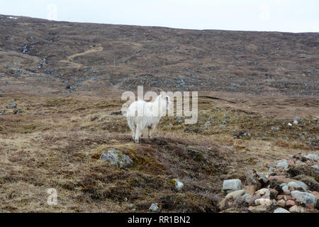 Einen weißen Mann wilde Bergziege in einer Wiese auf Etive Mor, in der Nähe von Glen Etive, in den schottischen Highlands, Schottland, Vereinigtes Königreich. Stockfoto