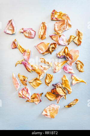 Getrocknete rosa und gelbe Rosenblätter verstreut auf Chrom Weiß Hintergrund. Ansicht von oben, Flach, Kopieren. Valentine, den Internationalen Tag der Frau, Verbot Stockfoto