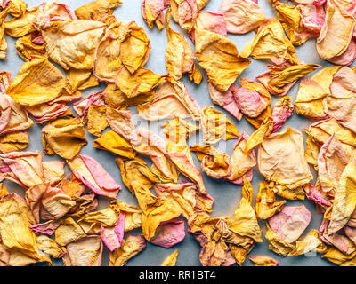 Getrocknete rosa und gelbe Rosenblätter verstreut auf Chrom Weiß Hintergrund. Ansicht von oben, Flach, Kopieren. Valentine, den Internationalen Tag der Frau, Verbot Stockfoto